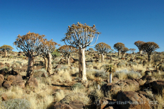 Namibie - Quivertree Forest