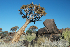Namibie - Quivertree Forest