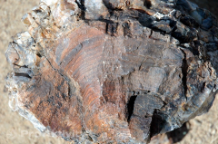 Namibie - Petrified Forest