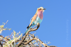 Namibie - NP Etosha